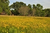 Native habitat