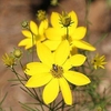 Head of yellow ray flowers and yellow disk flowers.
