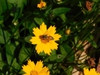 Honey bee on flower