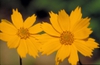 leaves and flowers