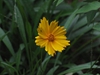 Flower and leaves