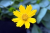 Close up of flower