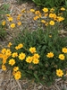 Form