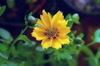 leaves and flowers