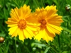 Close up of flower