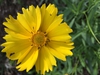 Coreopsis grandiflora