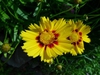 flowers and leaves