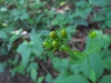 Flower buds
