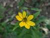 Head of yellow ray flowers and yellow disk flowers.