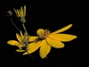 Head of yellow ray flowers and yellow disk flowers.