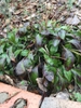 Winter form