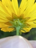 Back of flower