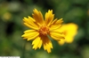 Close up of flower