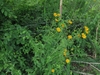 Herbaceous plant with yellow daisy "flowers."