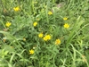 Plant with yellow daisy "flowers" growing among grasses.