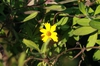 Flower, stems and leaves