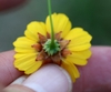 Back of flower