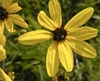 eaves and flowers