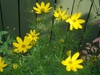 Yellow daisy "flowers," buds and thread-like leaves