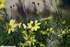 Flowers and buds