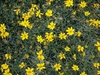 Lots of yellow daisy "flowers"