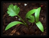 Coriandrum sativum 