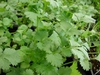 Coriandrum sativum 