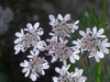 Coriandrum sativum 
