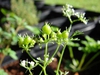 Coriandrum sativum 