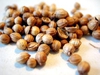 Coriandrum sativum 