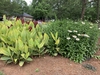 Cannas in the landscape