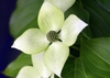 Cornus kousa