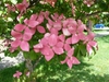 Cornus kousa