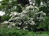 Cornus kousa