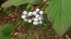 Cornus alba