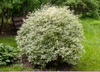 Cornus alba