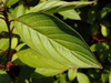Cornus alba