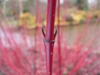 Cornus alba