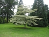 Cornus alternifolia
