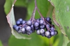 Cornus amomum