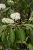 Cornus amomum