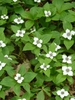 Cornus canadensis
