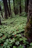 forest growth habit