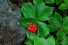 Cornus canadensis