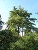 Cornus controversa