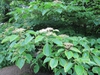 Cornus controversa 'Shikokumontana'