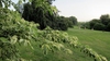Cornus controversa 'Variegata'