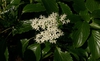 leaves and flowers