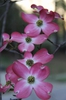 Cornus florida 
