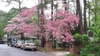 Cornus florida 